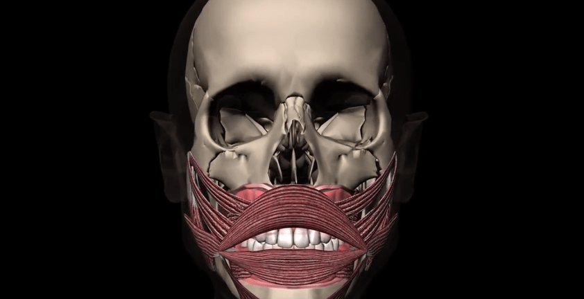 Human Mouth Muscle Anatomy 3D Medical Animation