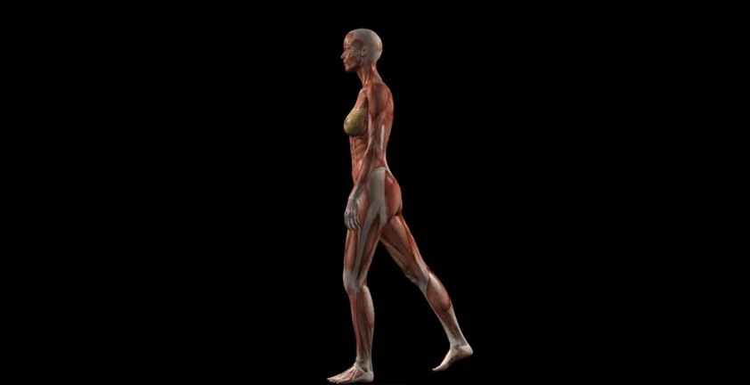 Walking Anatomy 3D Animation Visualization