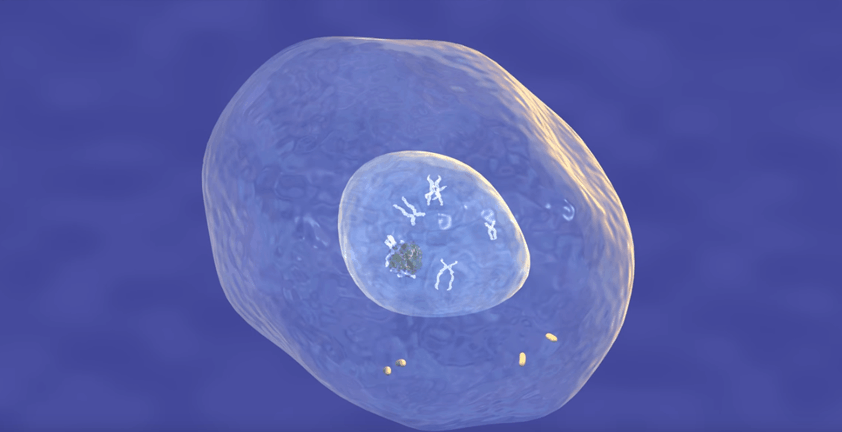 Cell Mitosis Medical 3D Animation