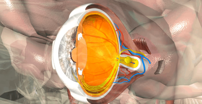 Eye Anatomy Cross Section 3D Medical Animation
