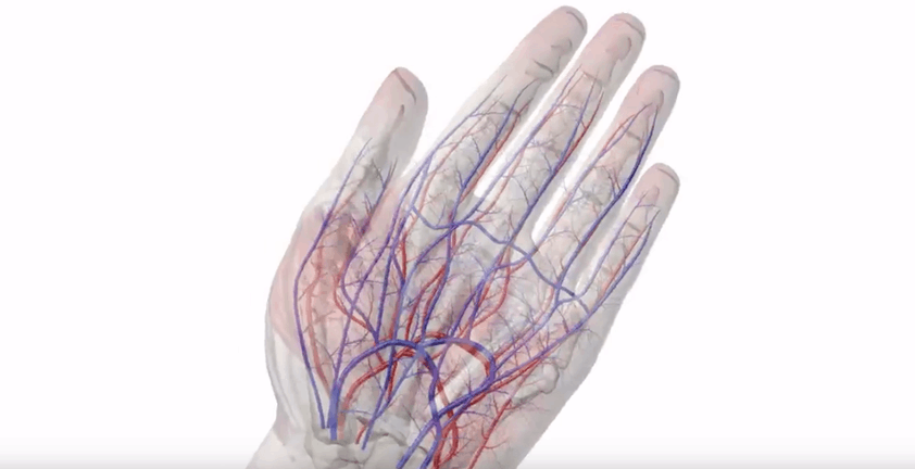 Human Hand Anatoly Circulation 3D Medical Visualization Animation Video