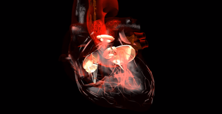 Heart Blood Valve Anatomy 3d Animation Medical 3d Scientific Heart Blood Valve Anatomy 3d Animation Medical 3d Scientific
