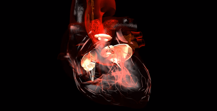 Heart Blood Valve Anatomy 3D Animation