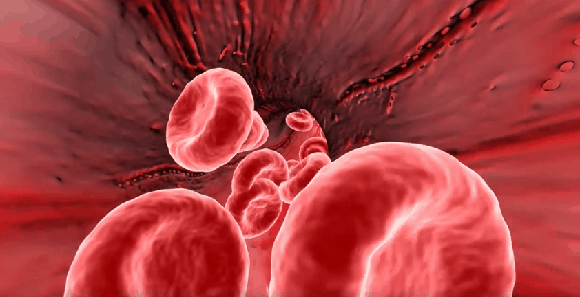 Red Blood Cell 3D Animation Visualization | Arterial Circulation
